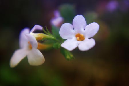 Blooming Flowers