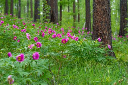 Blooming Flowers