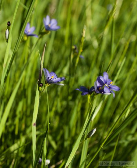 Blooming grass