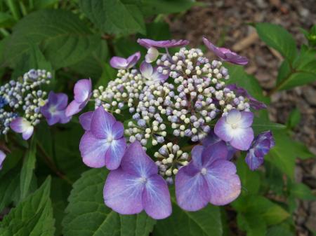 Blooming Hydrangea