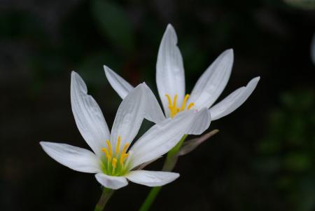 Blooming in the Garden