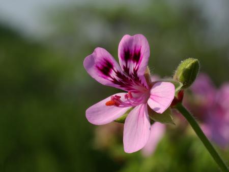 Blooming in the Garden