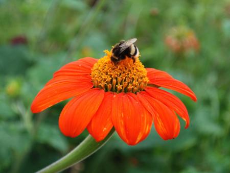 Blooming in the Garden