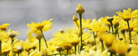 Blooming Marguerite