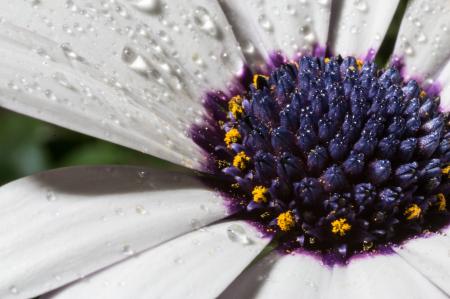 Blooming Marguerite in the Garden