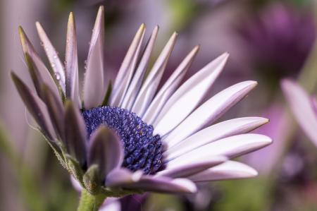 Blooming Marguerite in the Garden