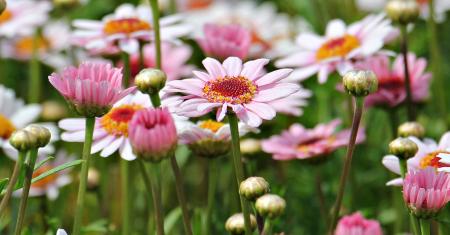 Fresh Marguerite