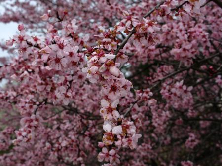 Pink Flower Tree