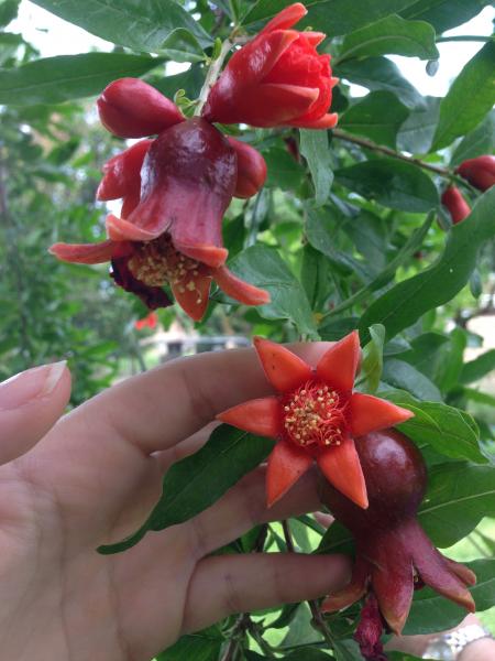 Pomegranate in bloom