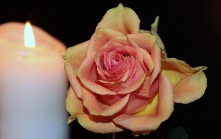 Blooming Rose and Candle