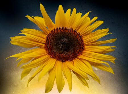 Blooming Sunflower