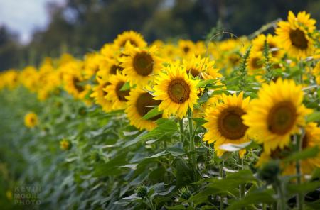 Blooming Sunflowers