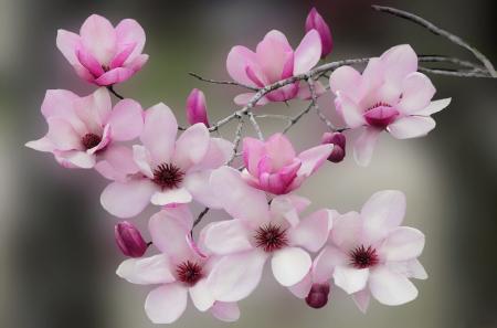 Blooming tree branch