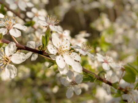 Blooming trees
