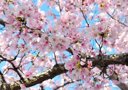 Frozen Cherry Blossom