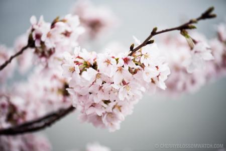 Frozen Cherry Blossom