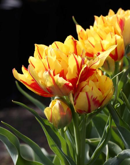 Blossoming colorful tulip