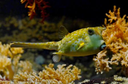 Blowfish in the Ocean