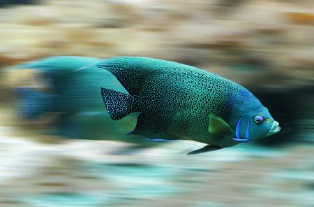 Blue and Black Fish during Daytime