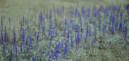 Blue and Green Flowers