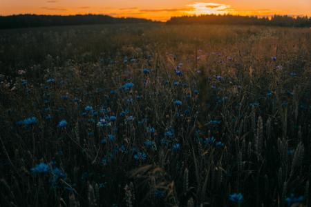 Blue and Green Flowers