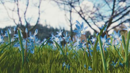 Blue and White Petaled Flower Under White and Blue Sky