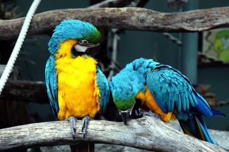 Blue and Yellow Macaws