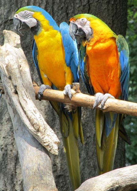 Blue and Yellow Macaws