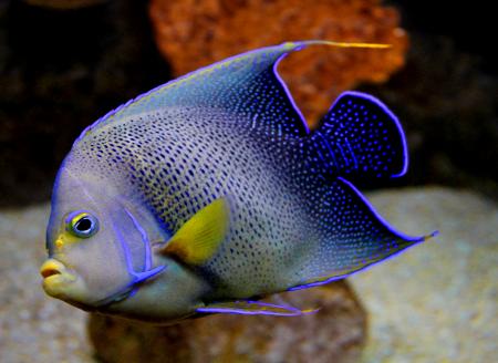 Blue Angelfish - Pomacanthus semicirculatus
