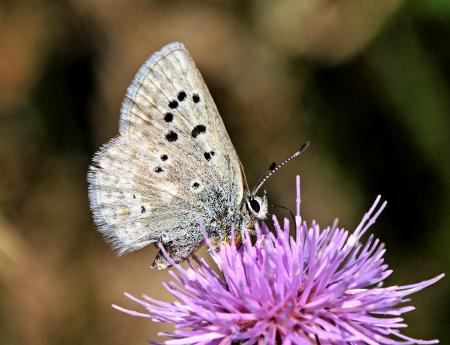 BLUE, ARCTIC (Plebejus glandon) (8-21-12) near bristol head, west of creede, mineral co, co (2)