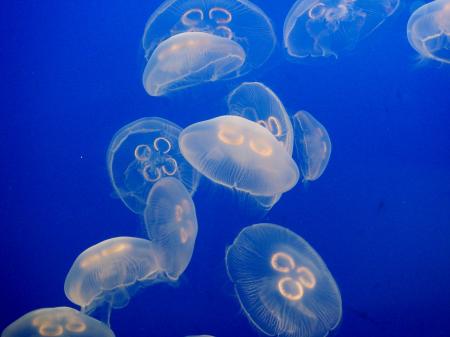 Blue Beam Jellyfish
