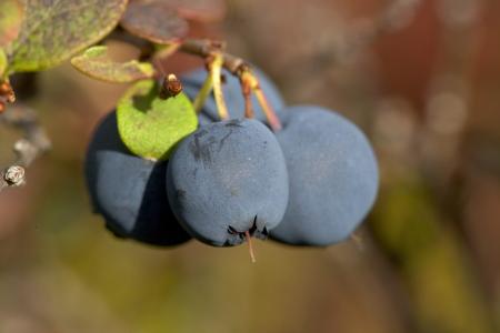 Blue Berries