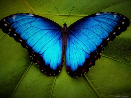 Blue Butterflies