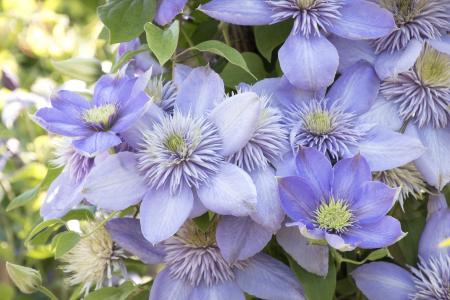 Blue Clematis