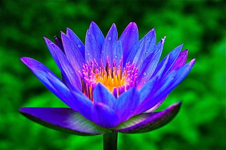 Blue Egyptian Lotus