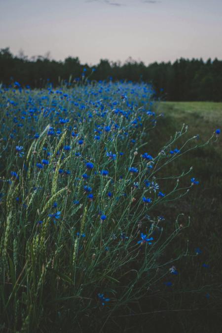 Blue Floral Green Plants Under Cloudy Daytime