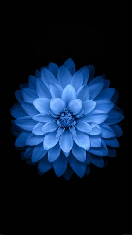 Blue Flower