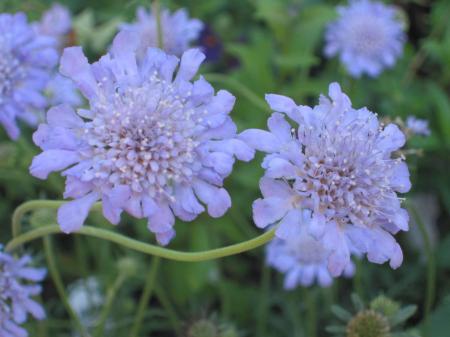 Blue Flowers