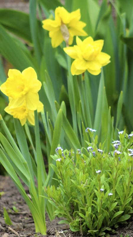 Blue Flowers