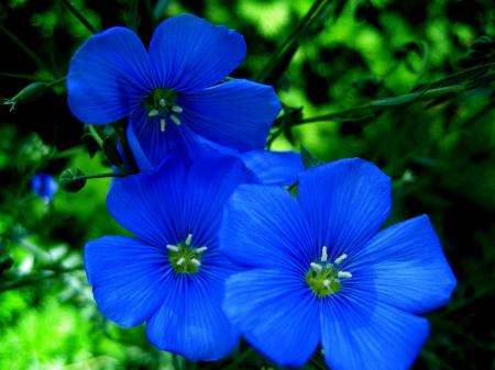 Blue flowers bloom