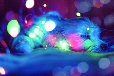 Blue , Green and Pink Light Bokeh