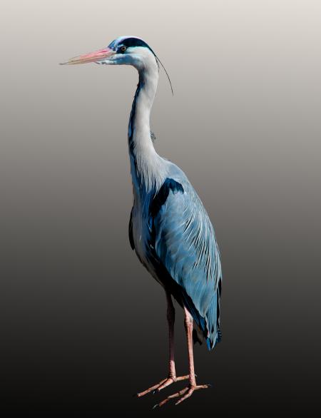 Blue Heron