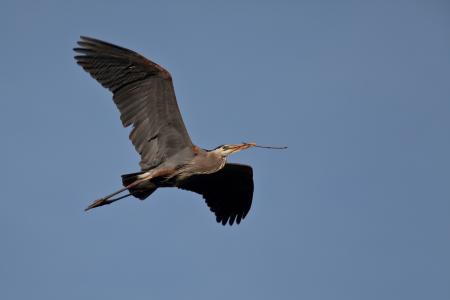 Blue Heron