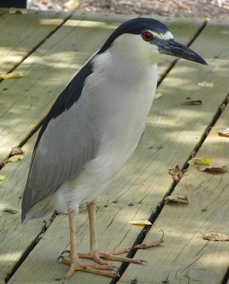 Blue Heron