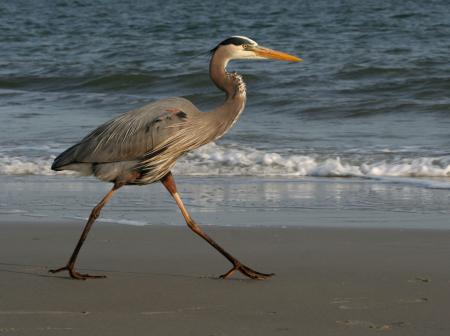 Blue Heron