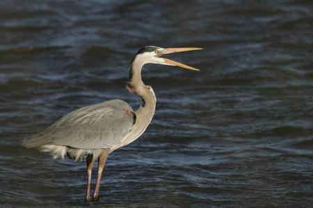 Blue Heron in the River