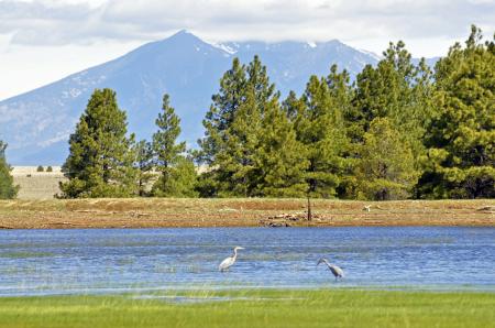 Blue Herons in the River