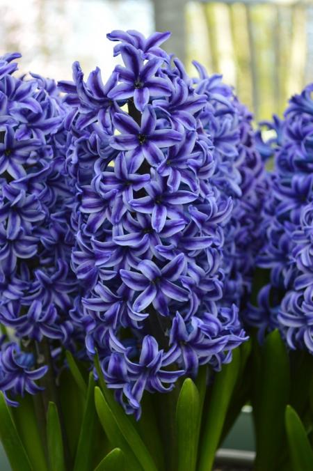 Blue Hyacinth