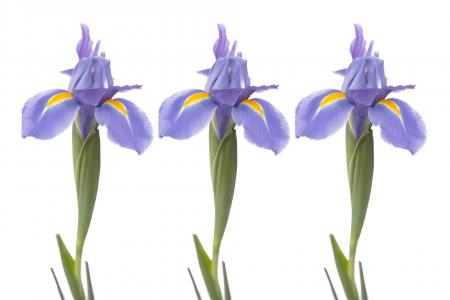 Blue Iris