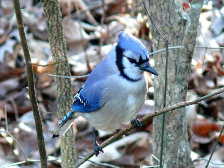 Blue Jay